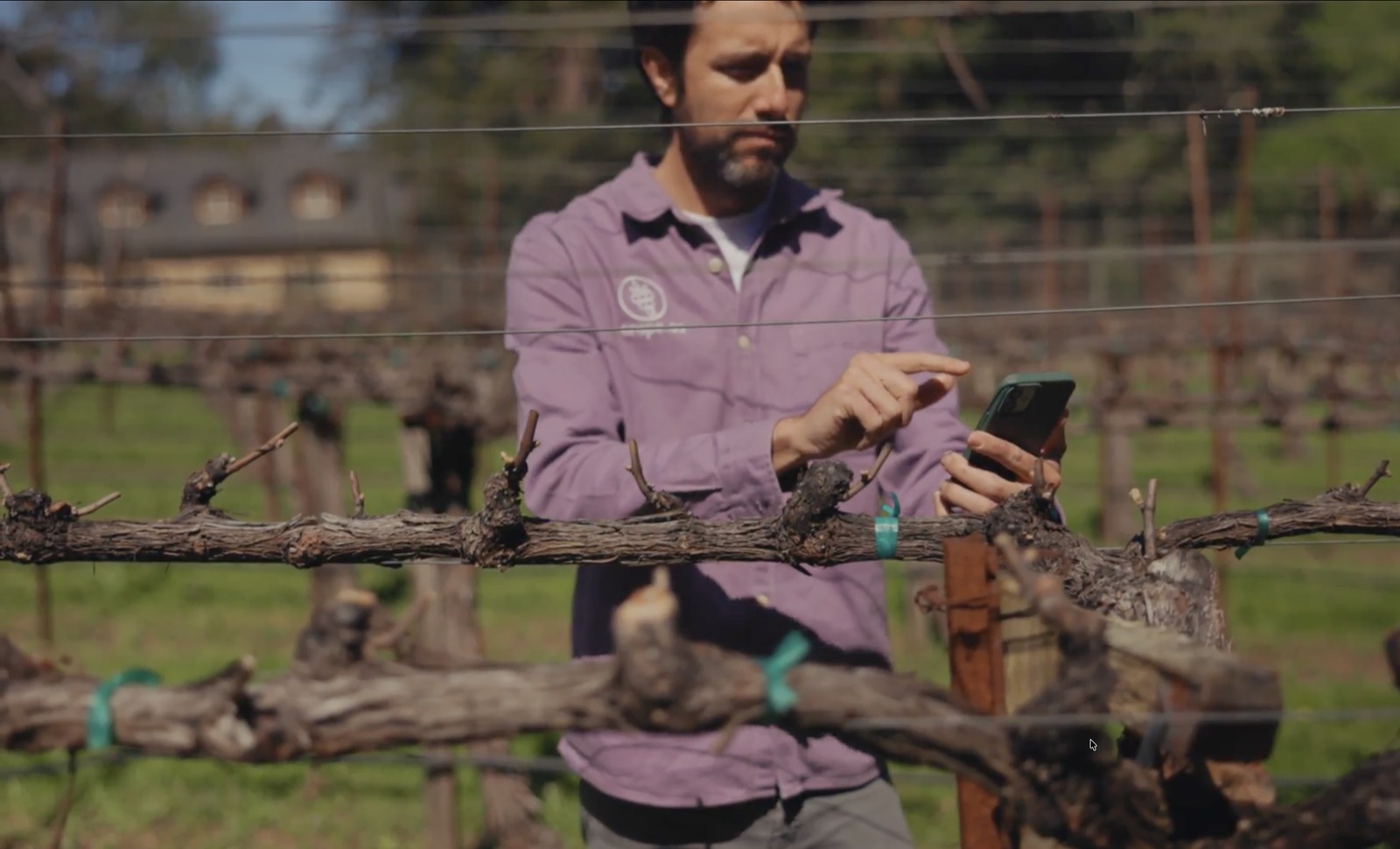 Un agrónomo con camisa de Grape.ag consultando su teléfono entre las hileras de un viñedo en poda invernal