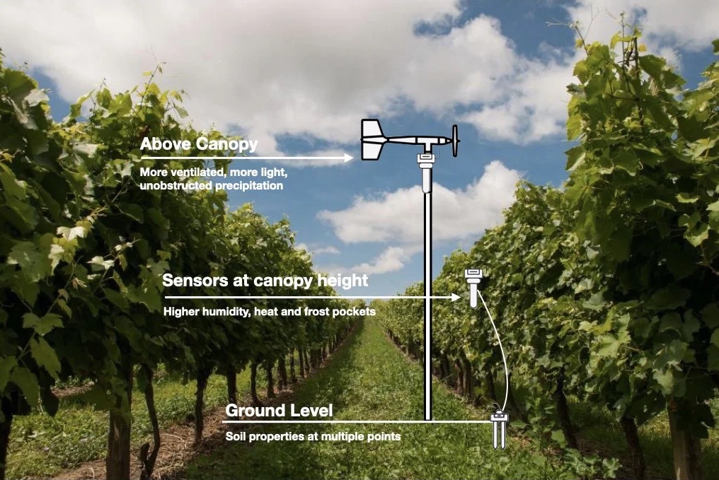 Diagram of a vineyard row showing sensor placement at three heights: above the canopy (more ventilated, more light, unobstructed precipitation), at canopy height (higher humidity, heat and frost pockets), and a soil probe at ground level (soil properties at multiple points).