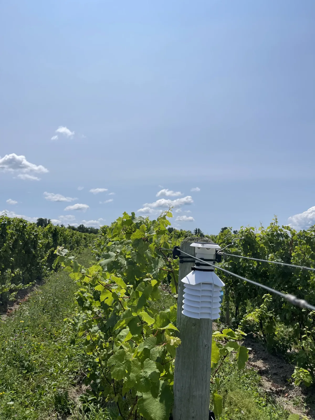 Canopy sensor mounted in a vineyard row