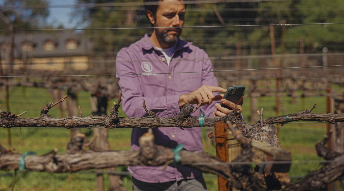 Grower checking Grape.ag on his phone in the vineyard